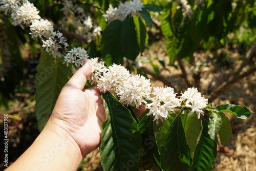 Arabica coffee is blooming with beautiful white flowers.