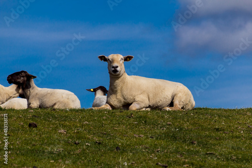 Sheep on the dike in sunshine