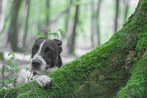 Dog hiding behind a tree root. Funny face of an adorable animal with a paw on a mossy trunk in a woodland. Selective focus on the details, blurred background.