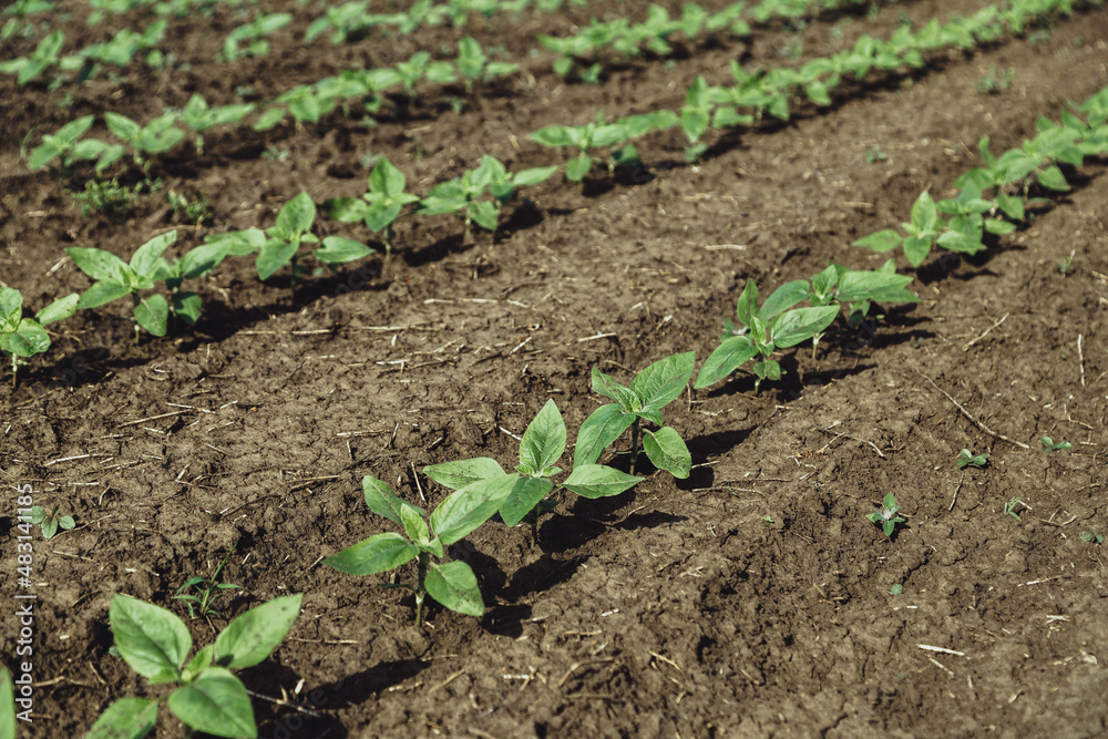 A close-up of a sprout of sunflower sprouts lit by the afternoon sun on fertile black soil. Concept agro culture. A close-up of a sprout of sunflower sprouts lit by the afternoon sun on fertile black soil. Concept agro culture.