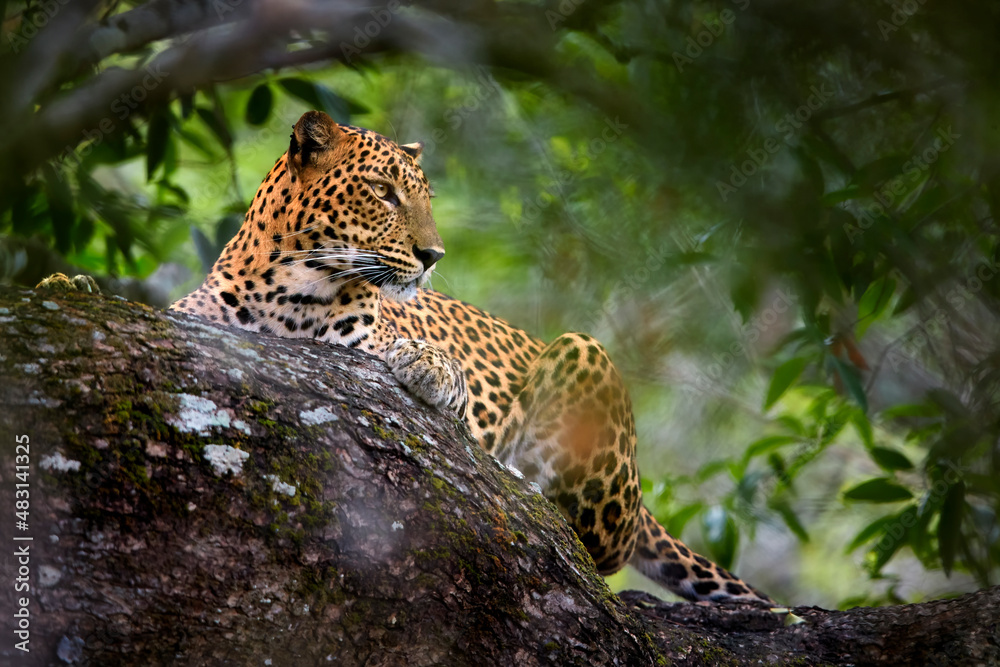 Sri Lankan leopard, Panthera pardus kotiya, laying on a tree,  surrounded by dense vegetation.  Yala national park, Sri Lanka. - obrazy, fototapety, plakaty 