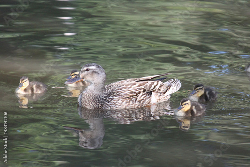 Mama duck and babies swimming in a pond