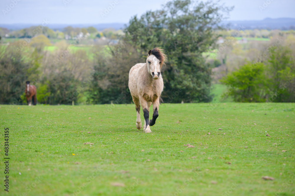 Pretty little dun coloured pony trotting across field on a spring day in rural Shropshire UK. Pretty little dun coloured pony trotting across field on a spring day in rural Shropshire UK.