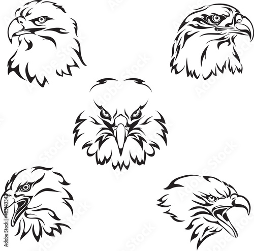 eagle, logo, bird, portrait, vector, image, isolated, sign for companies, sports team