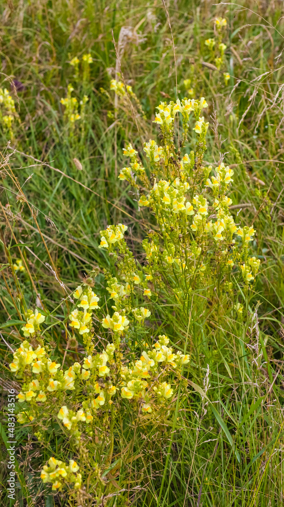 Yellow flowers of common flax on the background of grass in the field in summer