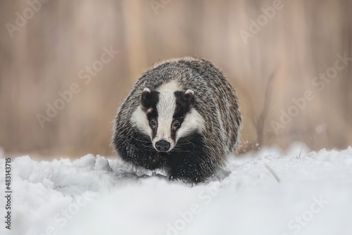 Running badger on snow