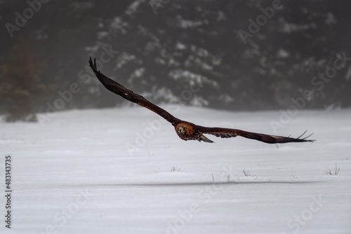Eagle flying in the winter