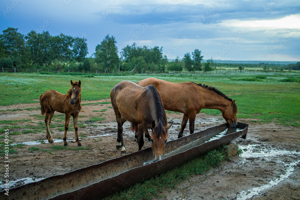 Two horses and one colt drink water at the watering hole.