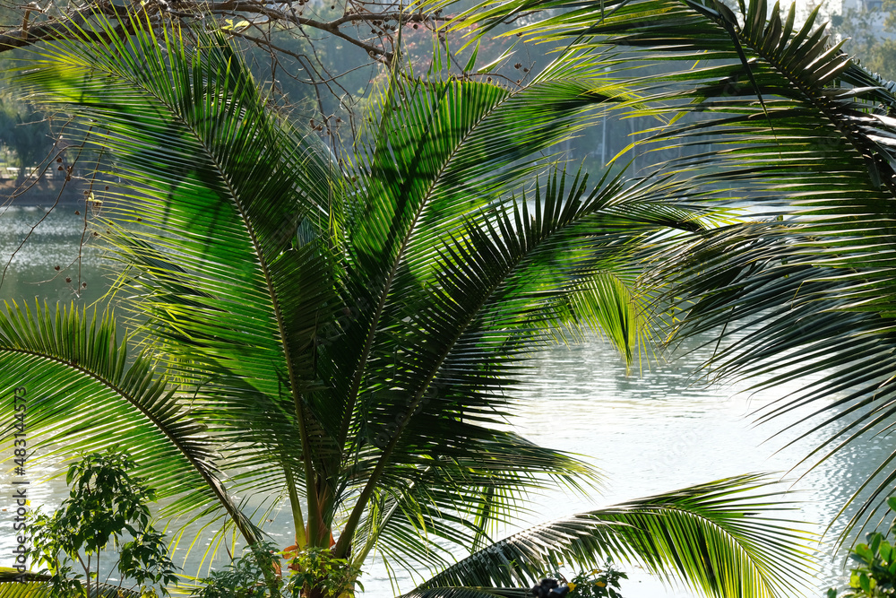 Fototapeta premium palm tree leaves