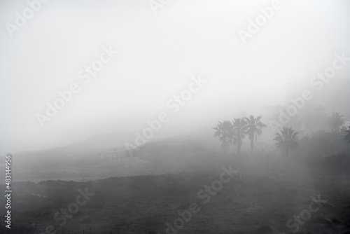 Beach dunes with palm trees at the Mediterranean coast in fog, Spain