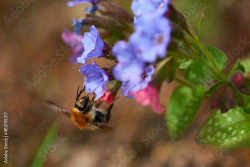 Ackerhummel an Lungenkraut	 photo