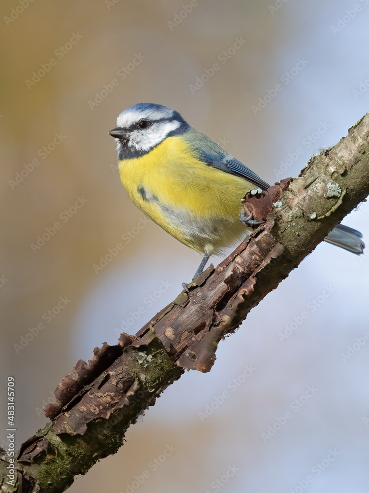 Fototapeta premium Blue tit