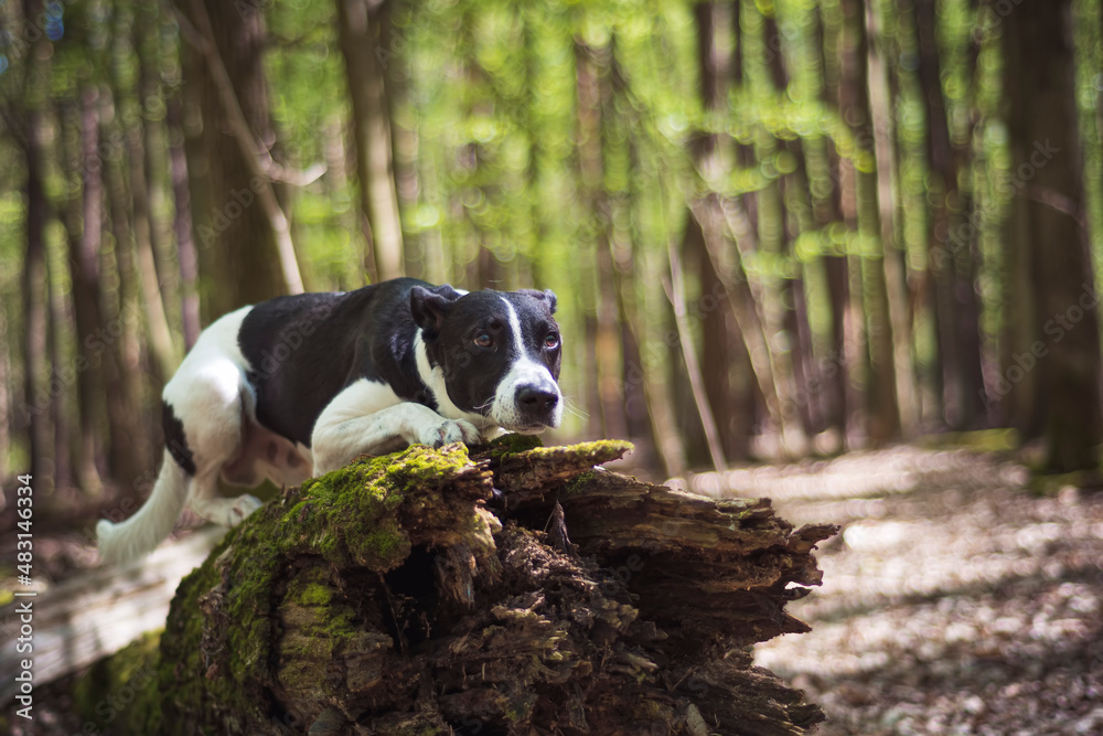 Very scared dog on a trunk. Black dog with white paws laying on a rotten mossy log with fear in his eyes. Selective focus on the details, blurred background.