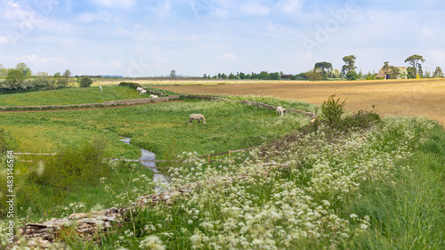 Horses in the Cotswold Country Side