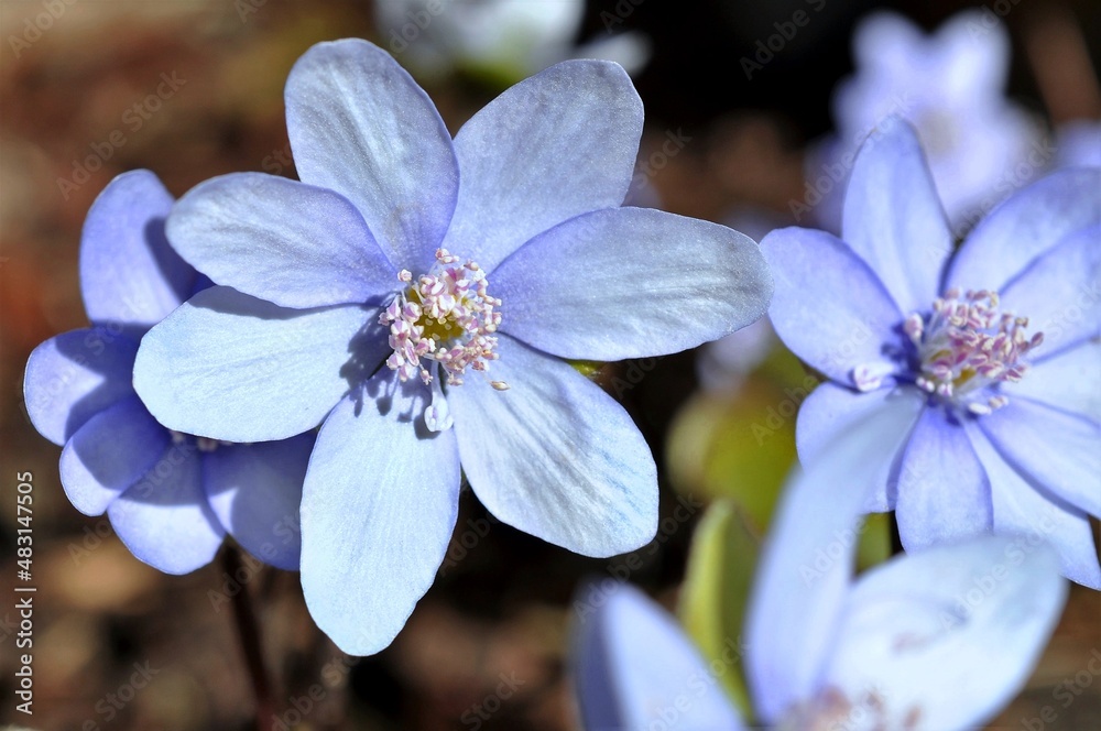 W pełnym rozkwicie kwiaty przylaszczki pospolitej (Hepatica nobilis) - obrazy, fototapety, plakaty 
