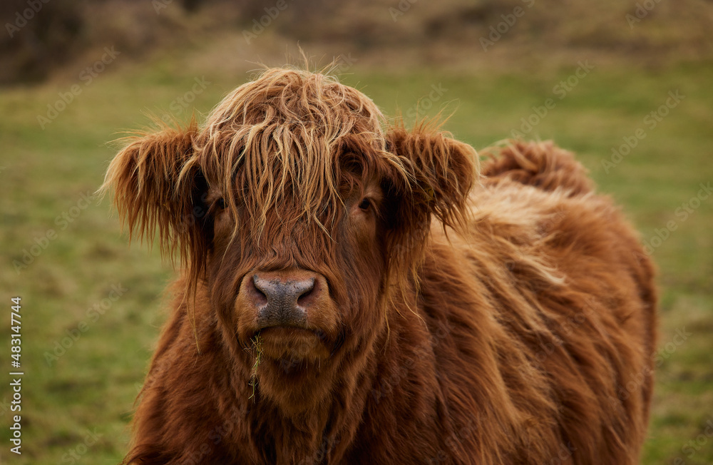Fototapeta premium Scottish alpine cow portrait closed with blur background. Ireland, Co. Donegal