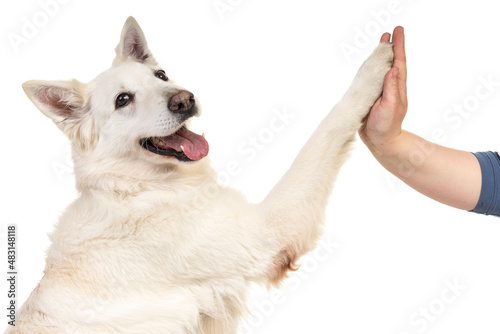 White swiss shepherd dog portrait isolated white background giving a high five