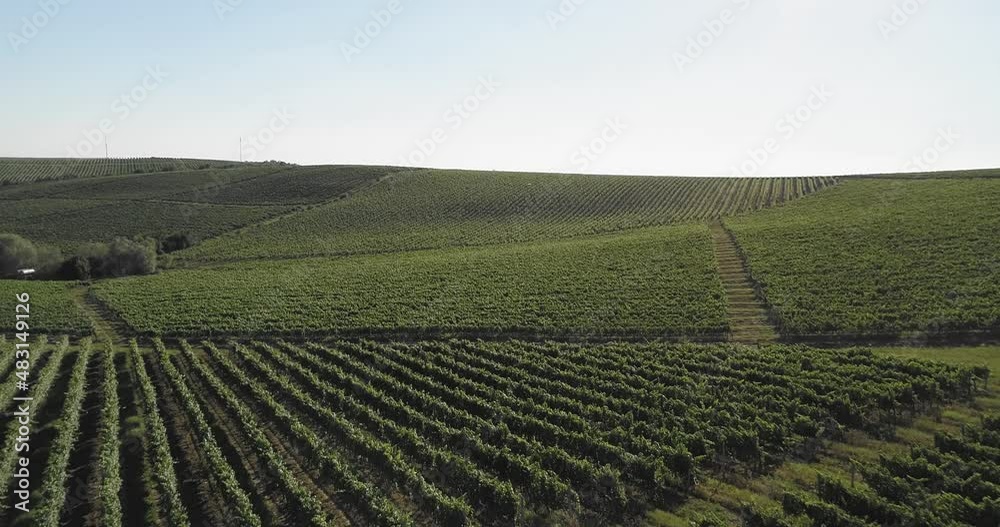 Aerial view: Amazing flying over the grape fields. 4k Aerial view: Amazing flying over the grape fields. 4k