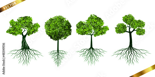 Collection of Green Tree with Roots Isolated on White Background. Vector outline Illustration.  