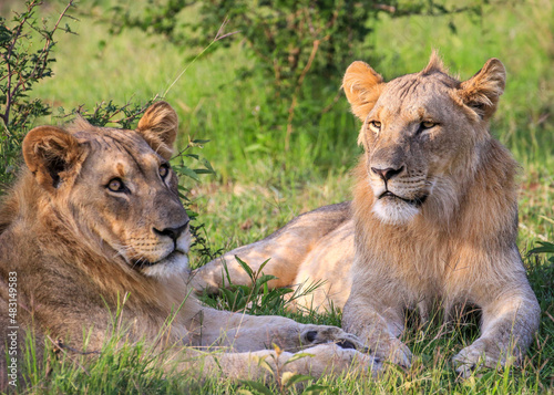 Two young Lions watching and waiting in the Waterberg Region  South Africa.