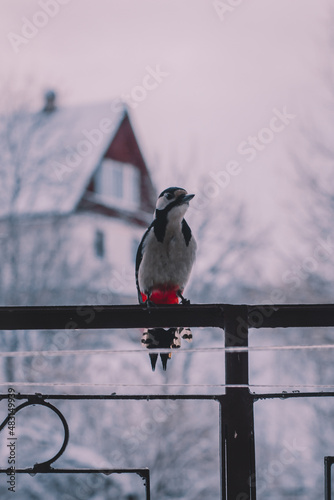 Great spotted woodpecker (Dendrocopos major) sitting on a forged fence in winter. House and trees in the background