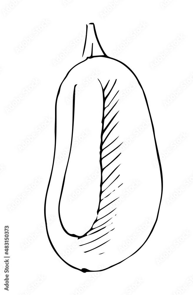 Thick zucchini ripe vegetable. Edible vegetable fruit. Hand drawing outline. Sketch isolated on a white background. Vector Thick zucchini ripe vegetable. Edible vegetable fruit. Hand drawing outline. Sketch isolated on a white background. Vector