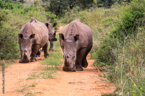 A 'crash' of White Rhinos making their way up a dirt road in the Waterberg Region, South Africa.