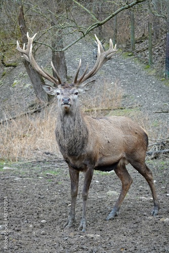 Hirsch im Wald