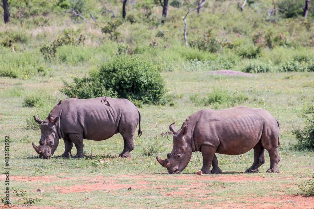Fototapeta premium A female White Rhino with her sub-adult calf in the Waterberg Region, South Africa.