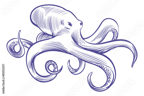 Octopus sketch. Deep ocean water animal with tentacles