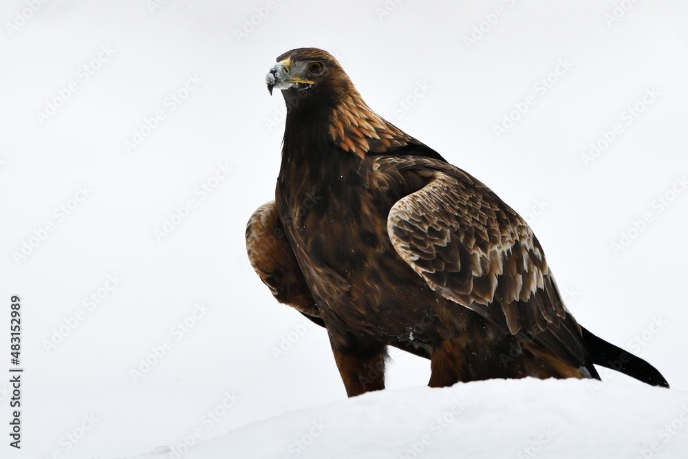 Golden eagle on snow in the winter forest Golden eagle on snow in the winter forest
