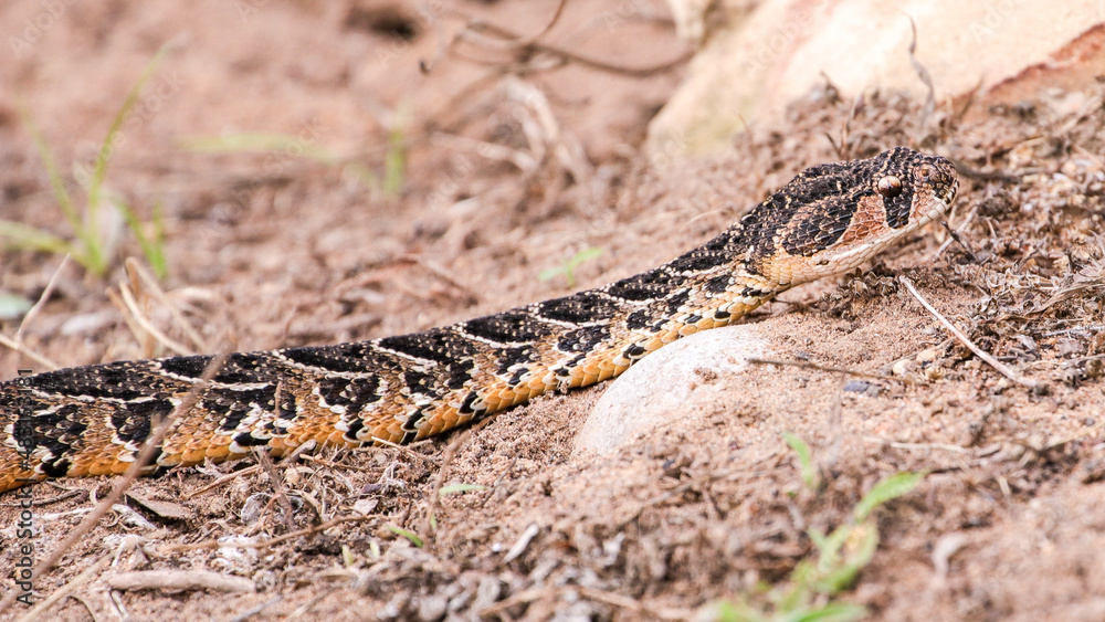 A highly venomous Puff Adder slithers across the sandy terrain in the Eastern Cape, South Africa. A highly venomous Puff Adder slithers across the sandy terrain in the Eastern Cape, South Africa.