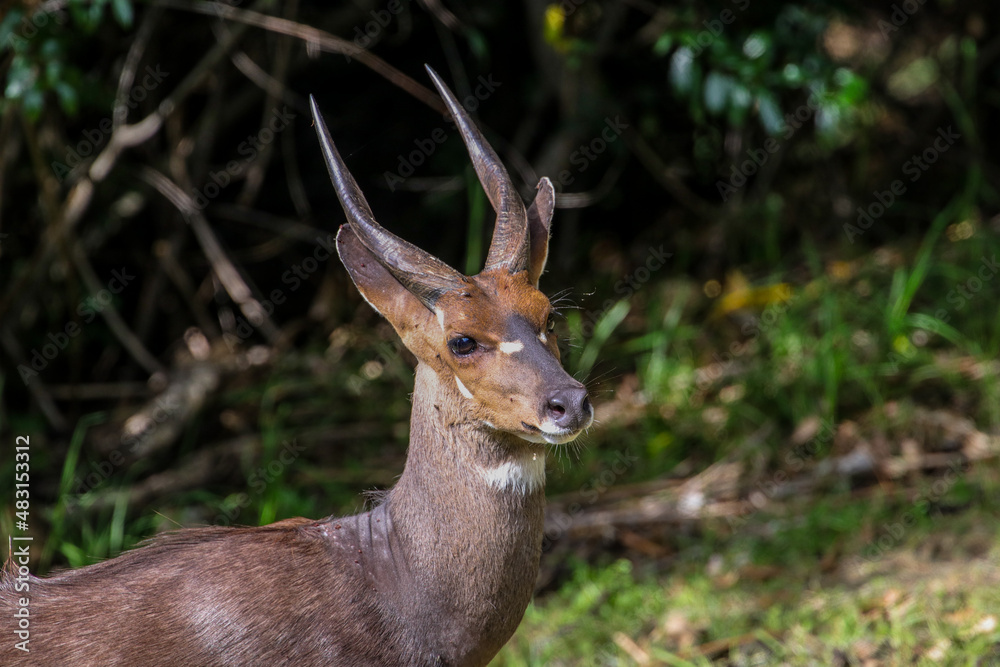 An alert Bushbuck in a quiet woodland clearing in the Eastern Cape, South Africa. An alert Bushbuck in a quiet woodland clearing in the Eastern Cape, South Africa.