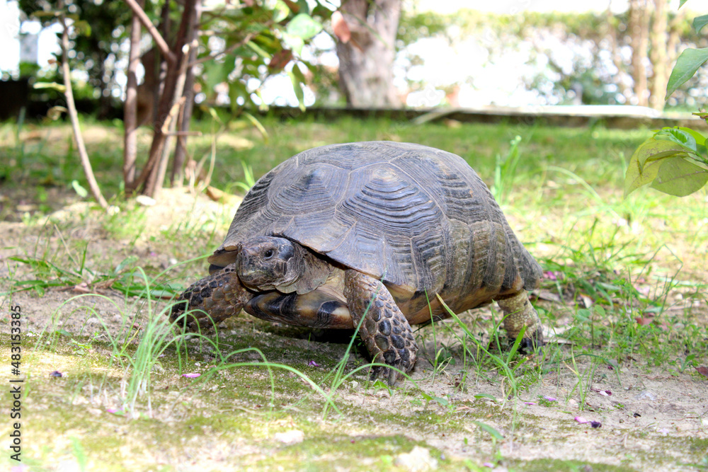 turtle on the grass