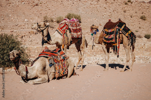 Three camels with bright colorful saddles on their backs. Camels in Petra. Jordan © Лилия Люцко