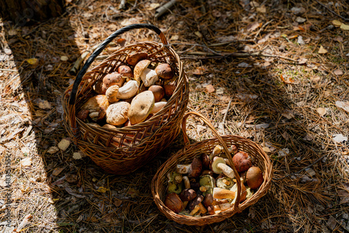 Mushrooms. Basket with mushrooms. Close-up.