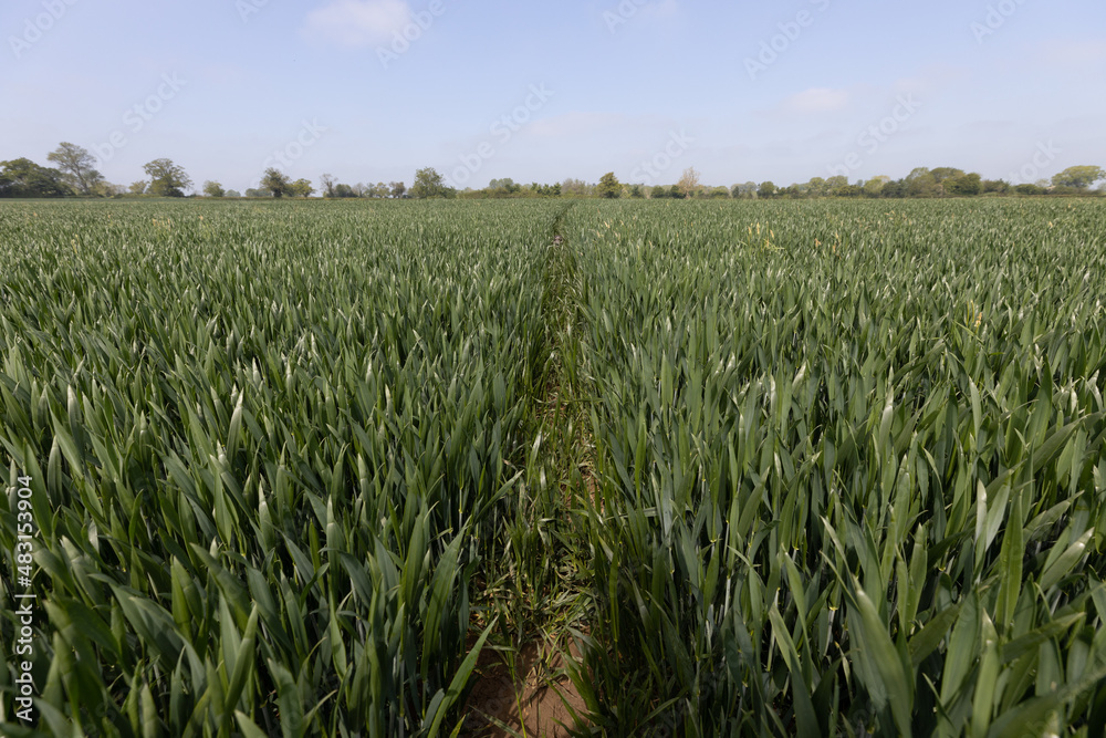Young Crop Fields Young Crop Fields