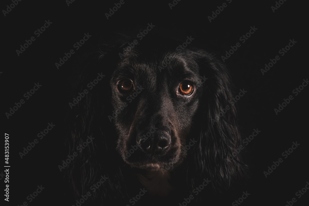 Spaniel in studio with black background
Spaniel in studio with black background