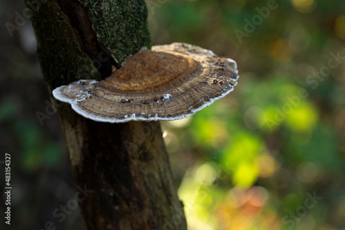 Turkey tail mushroom, Trametes versicolor single species , growing on a spruce with blurred background with green and bokeh