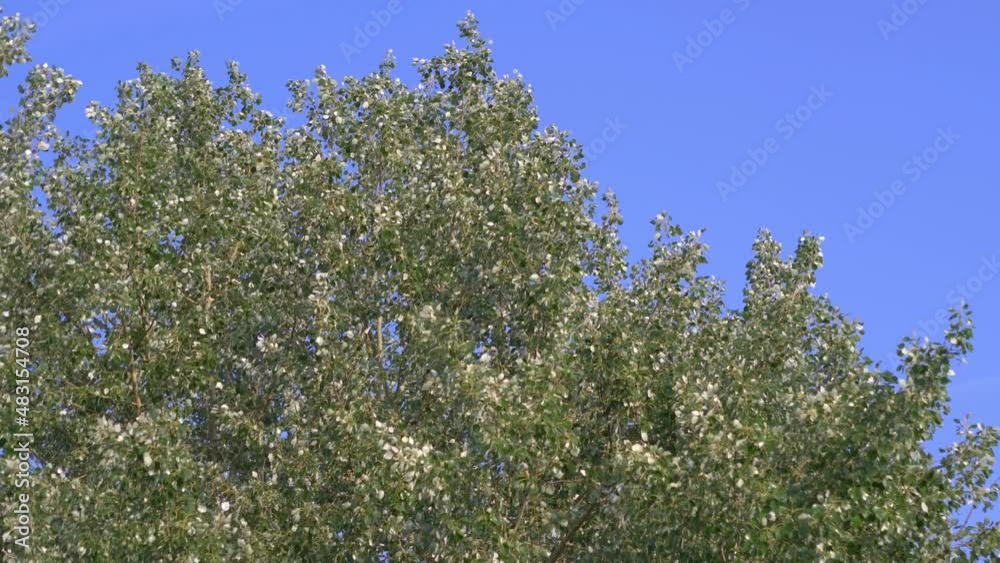Green leaves swinging on the wind in 4k slow motion 60fps Green leaves swinging on the wind in 4k slow motion 60fps