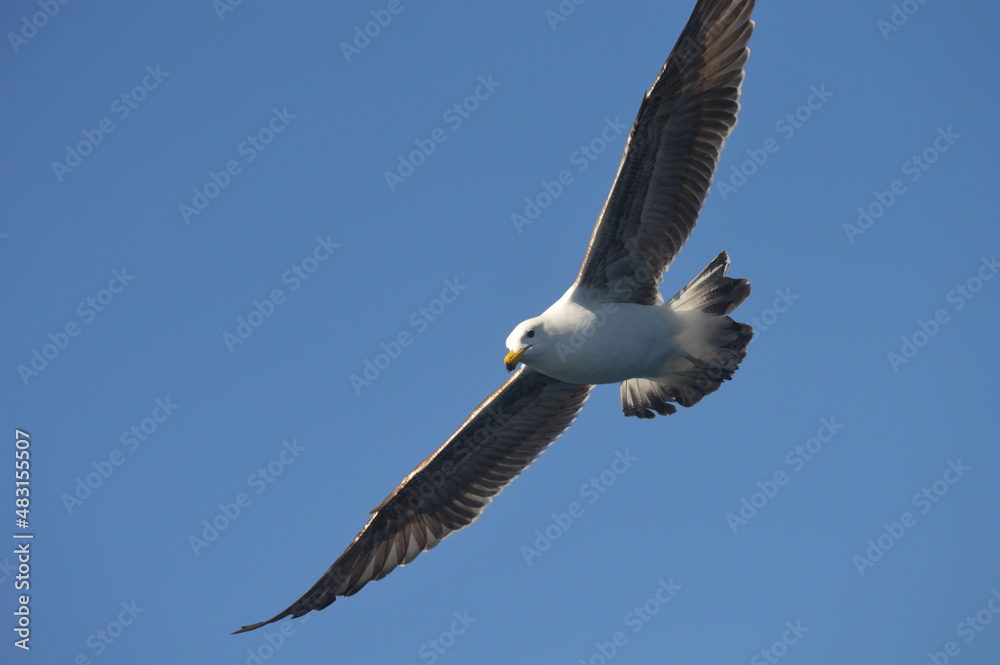 Fototapeta premium seagull in flight