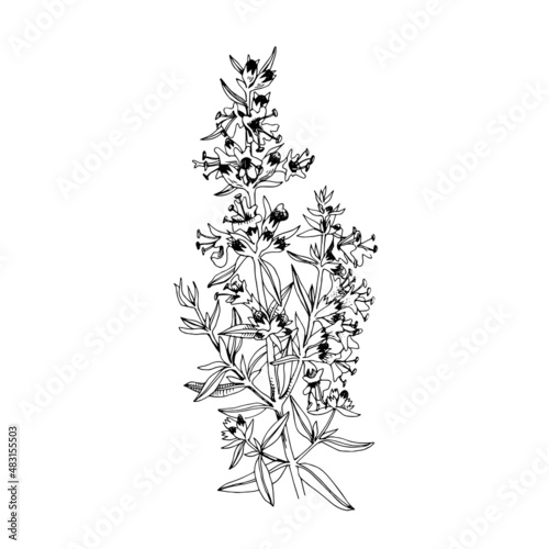 Hand-drawn Common hyssop. Medicinal herb