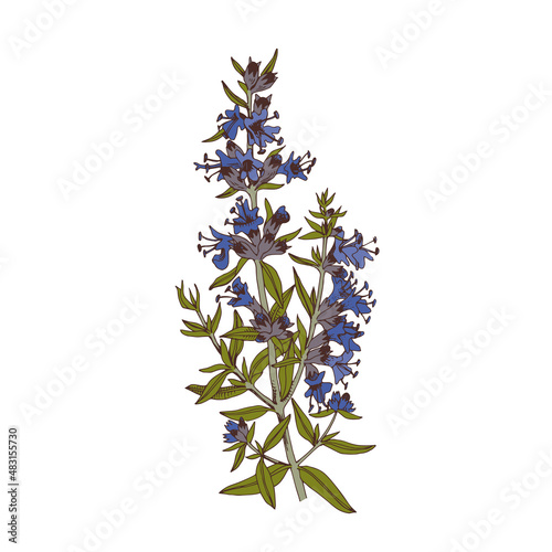 Hand-drawn Common hyssop. Medicinal herb
