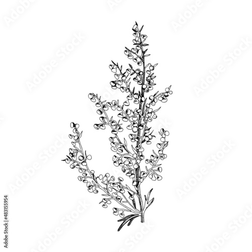 Hand drawn Sagebrush. Medicinal herb