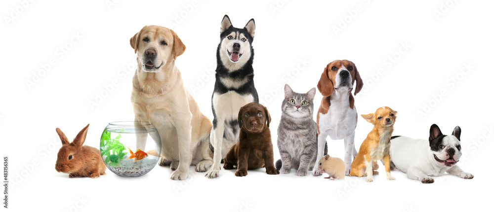 Group of cute pets on white background. Banner design