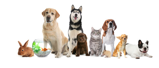 Group of cute pets on white background. Banner design