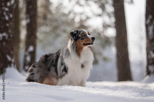 Marbled Australian Shepherd among falling snowflakes against the backdrop of a winter forest