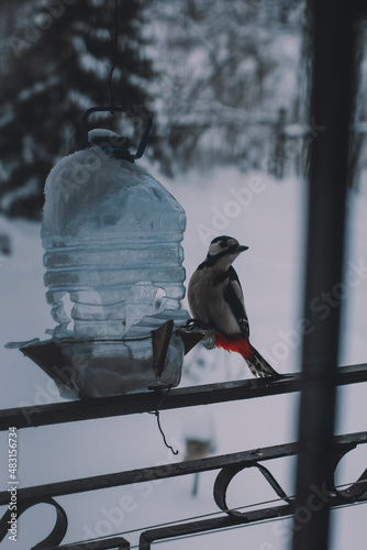 Hungry Great Spotted Woodpecker trying to get corn from a bird feeder.