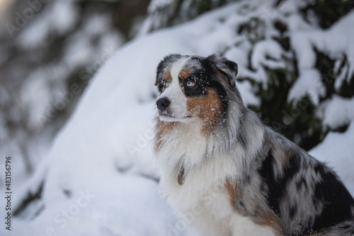 Marble Australian Shepherd on the background of the winter forest