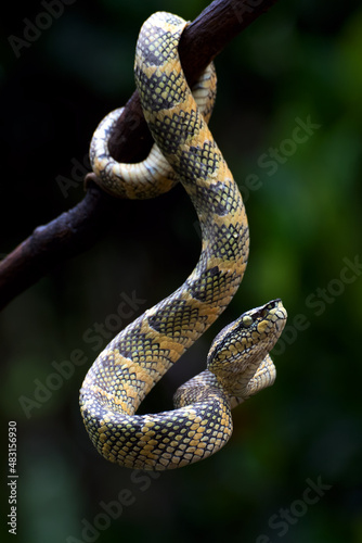 Temple pit viper in a defensive position